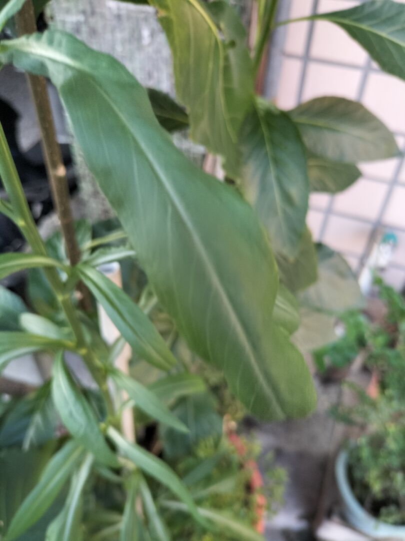 請問這是什麼植物