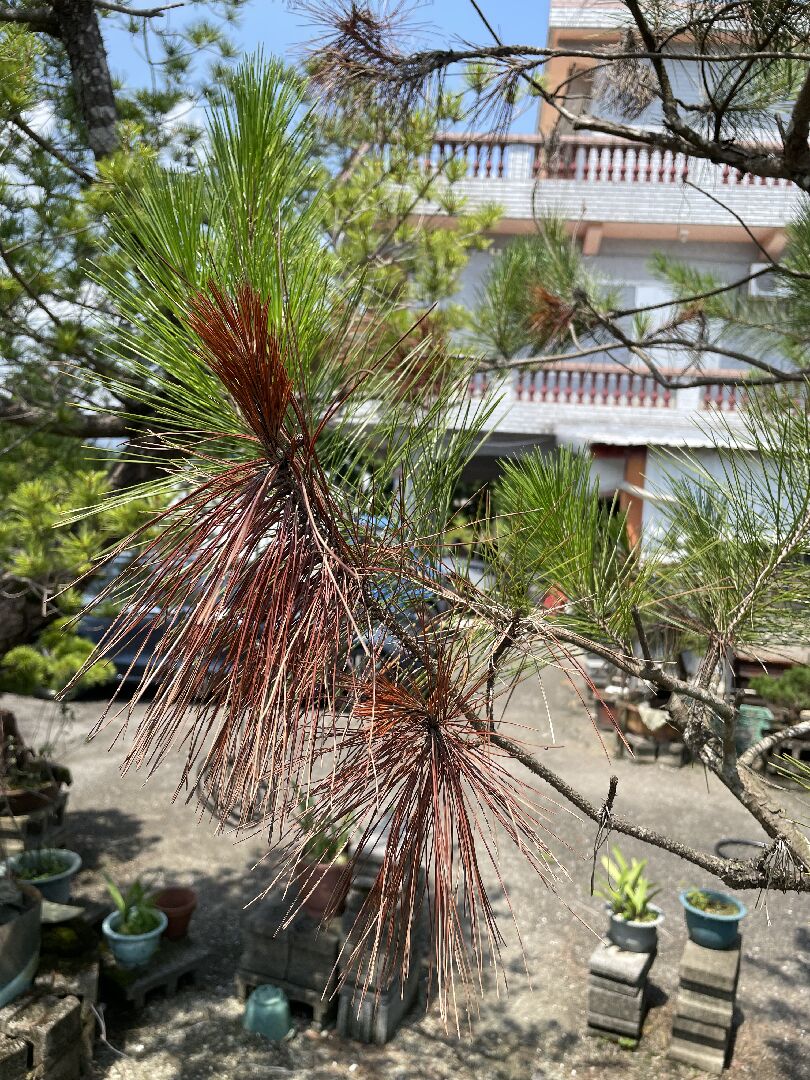 松樹生病了