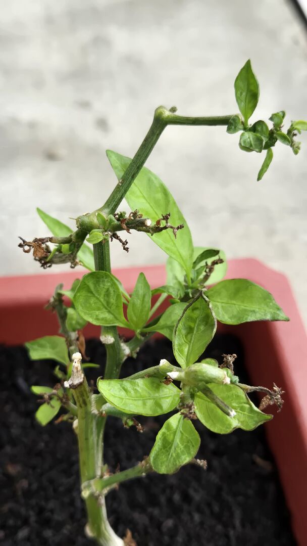 新長的辣椒葉子葉緣發黑
