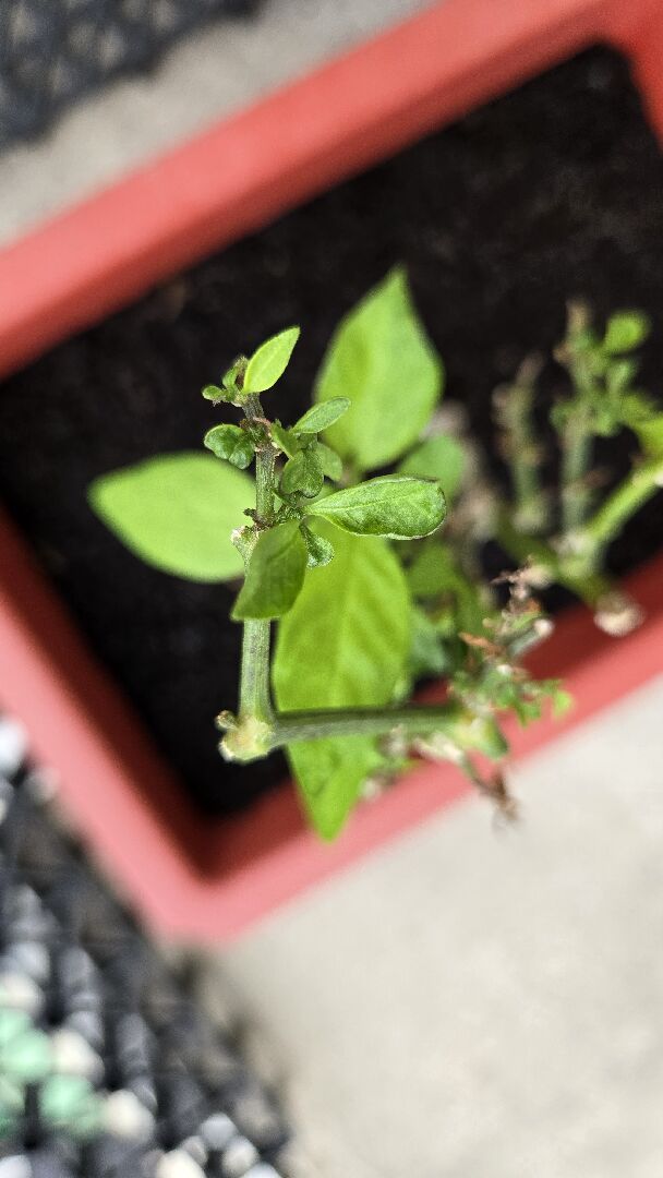新長的辣椒葉子葉緣發黑