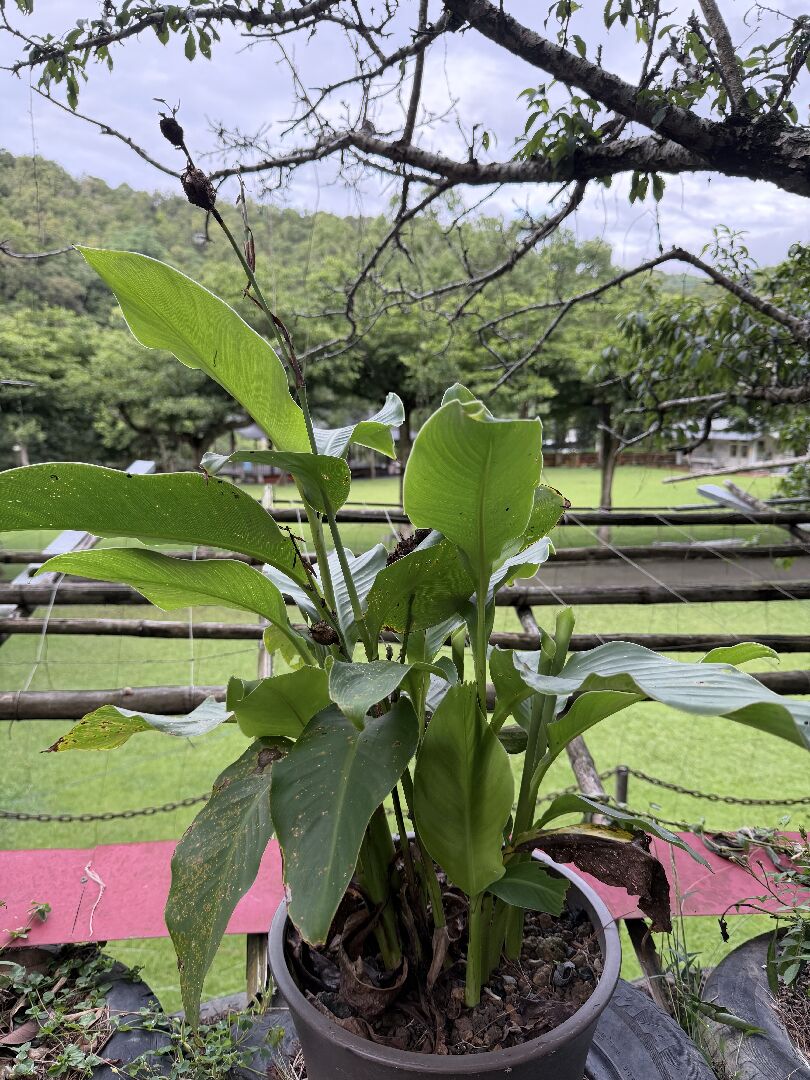 美人蕉