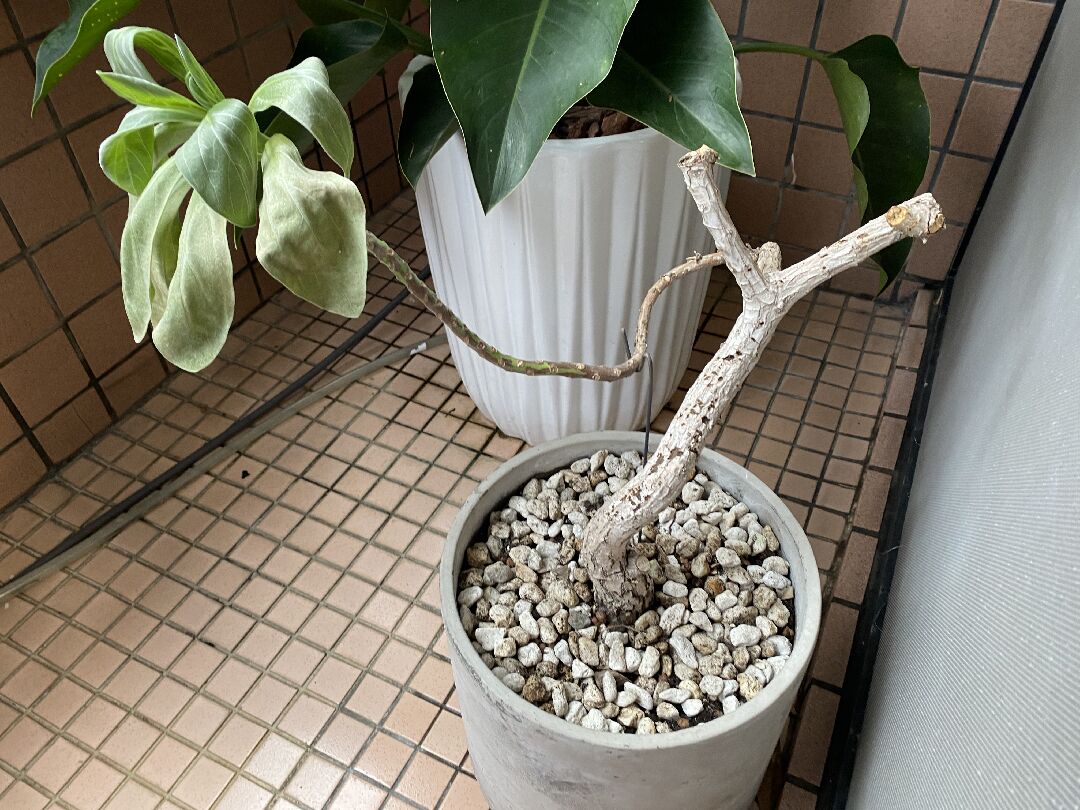 白水木長不好