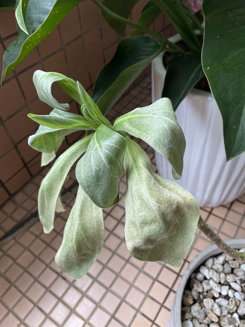白水木長不好
