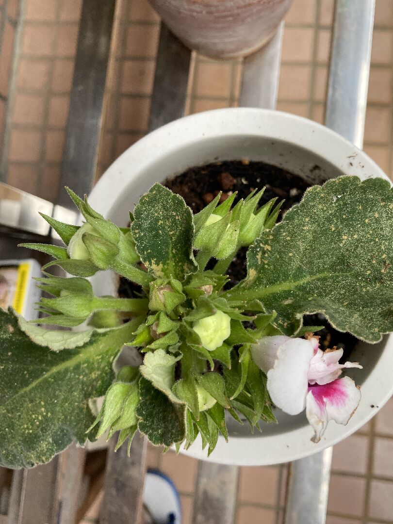 非洲瑾長很多花苞，為什麼不開花？
