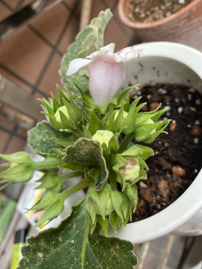 非洲瑾長很多花苞，為什麼不開花？