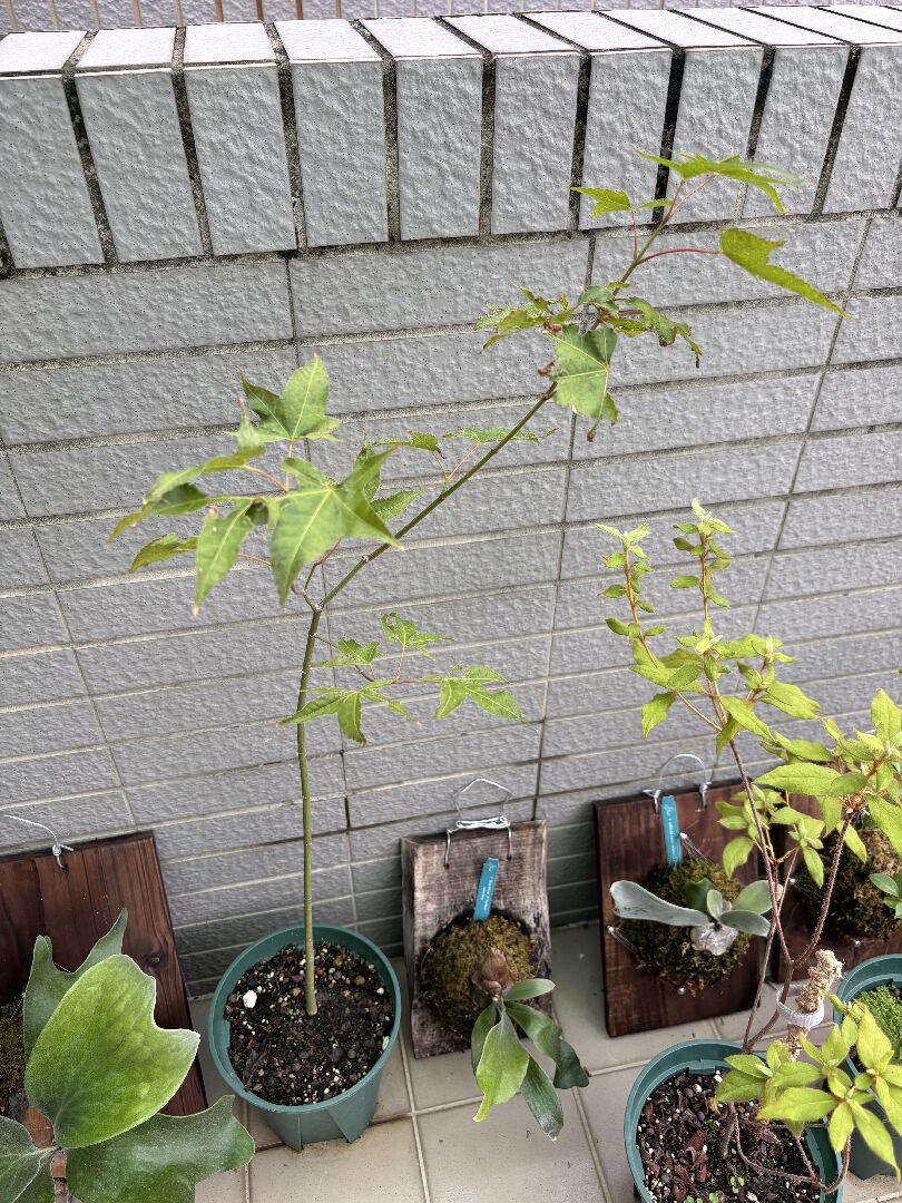 青楓葉緣有油漬狀黑點的原因？