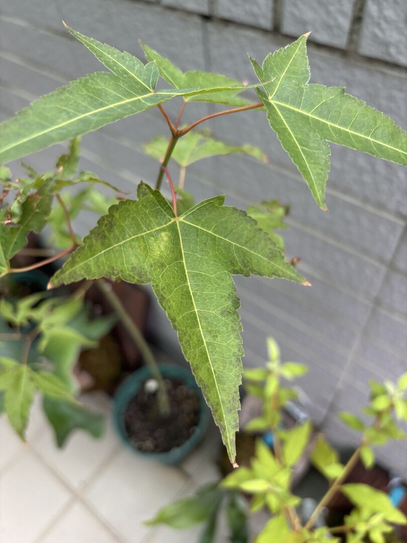 青楓葉緣有油漬狀黑點的原因？