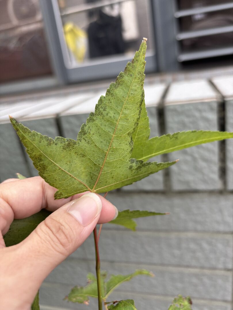 青楓葉緣有油漬狀黑點的原因？