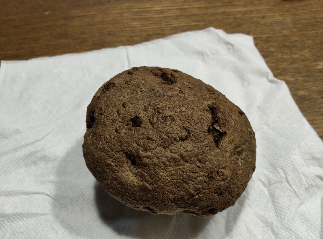 圓葉山烏龜不長