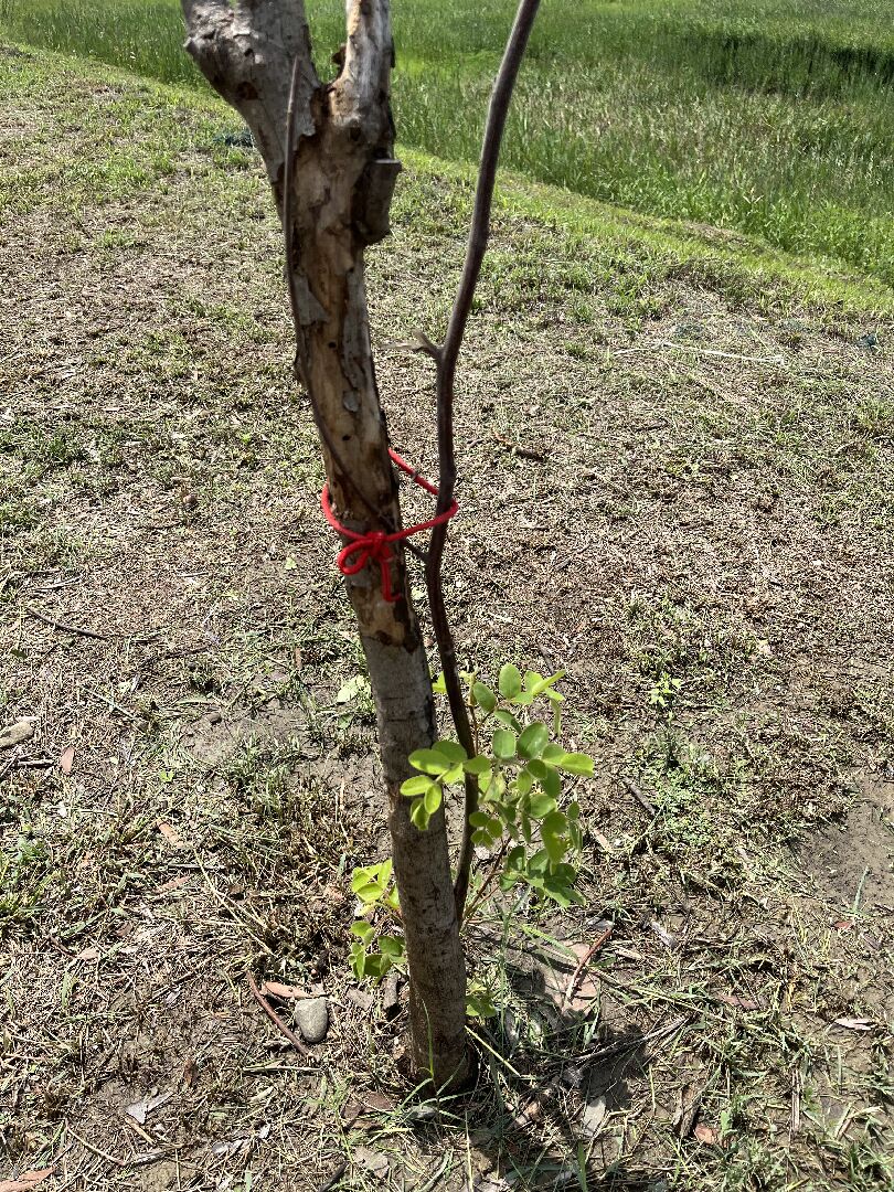 花旗木主骨