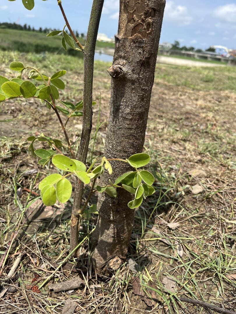 花旗木主骨