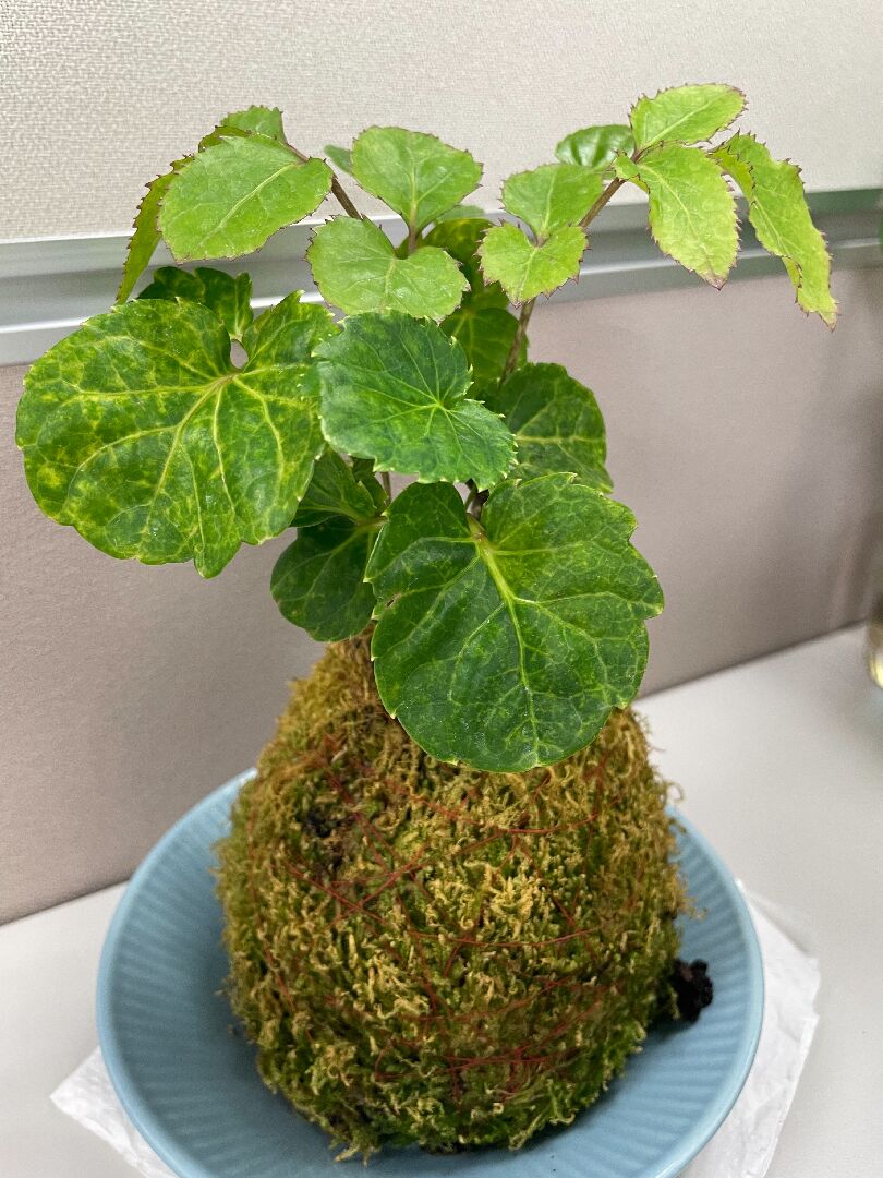 請問如何讓冷氣房的福祿桐苔球恢復翠綠
