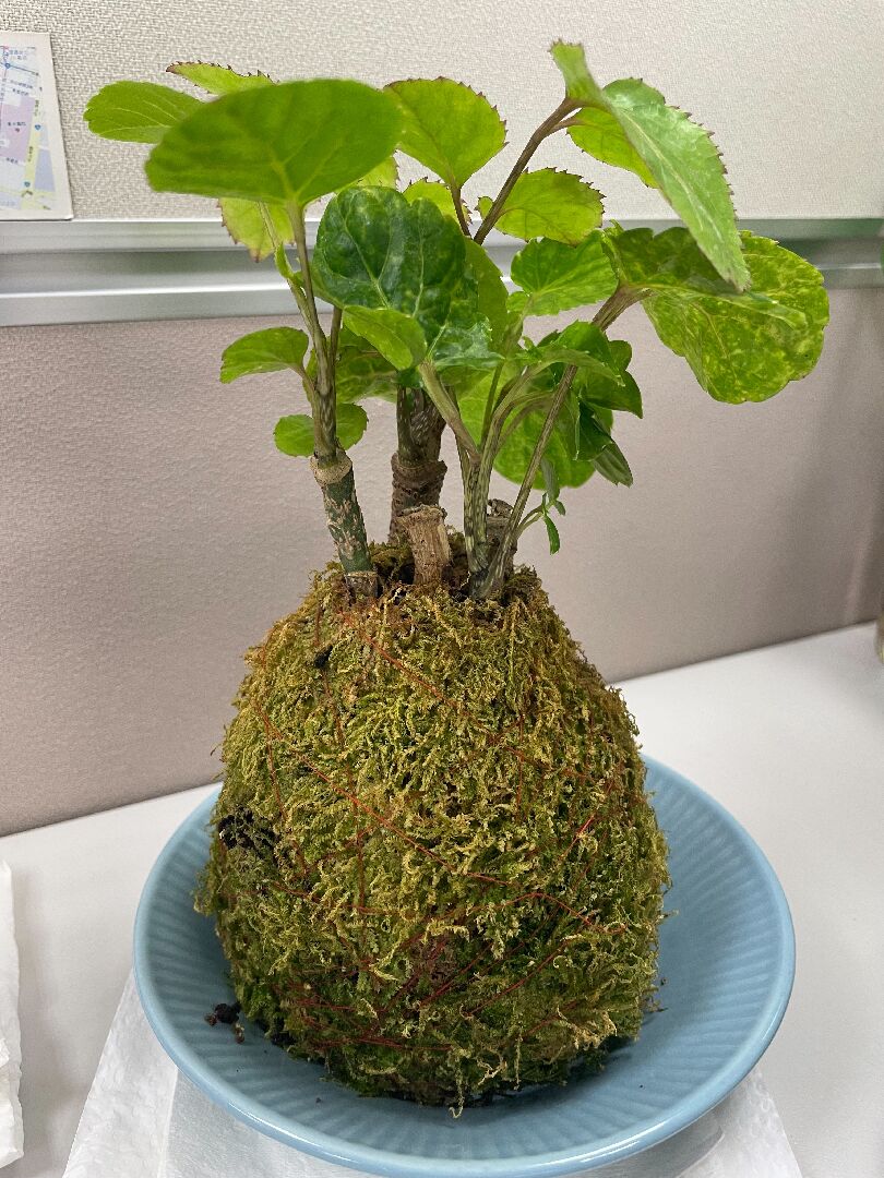 請問如何讓冷氣房的福祿桐苔球恢復翠綠