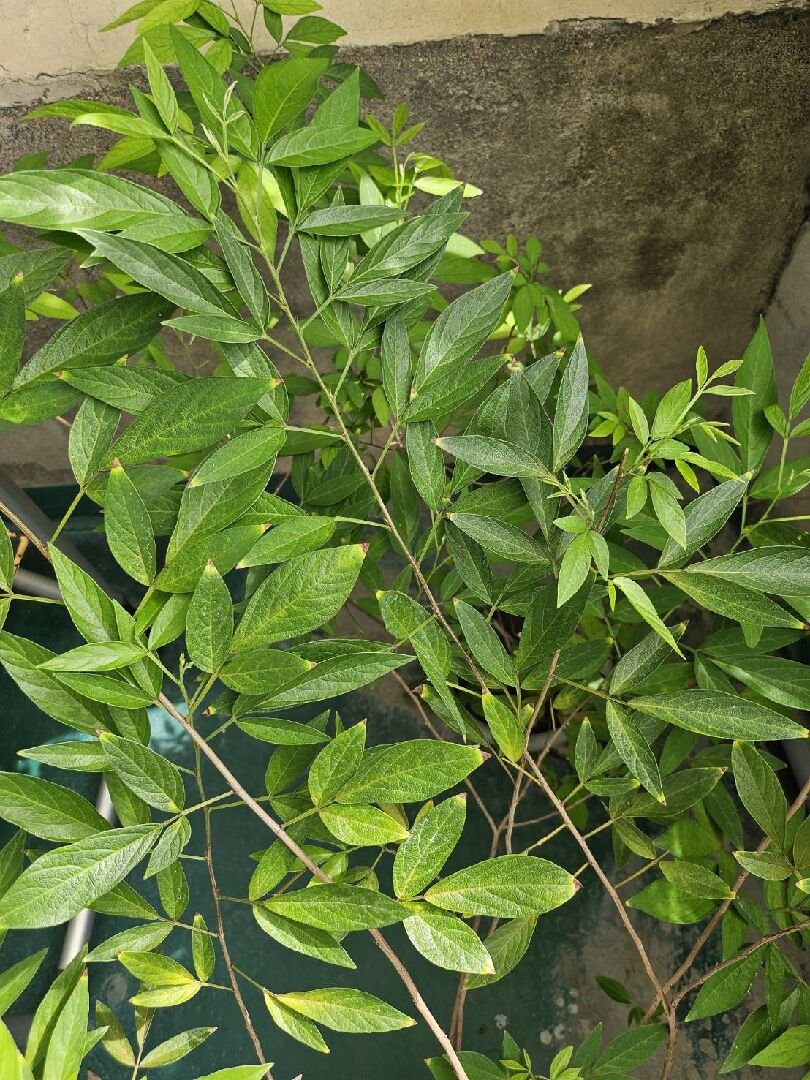 抹草葉子尖端發黃