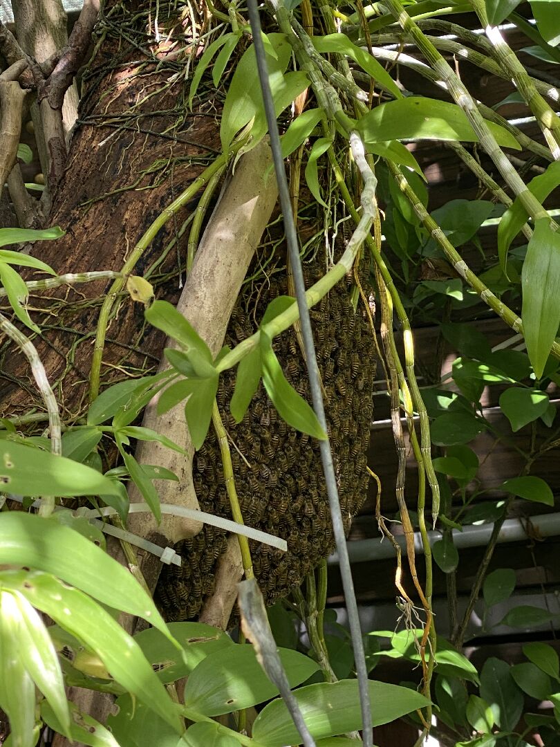 家裡陽台樹上出現蜜蜂巢
