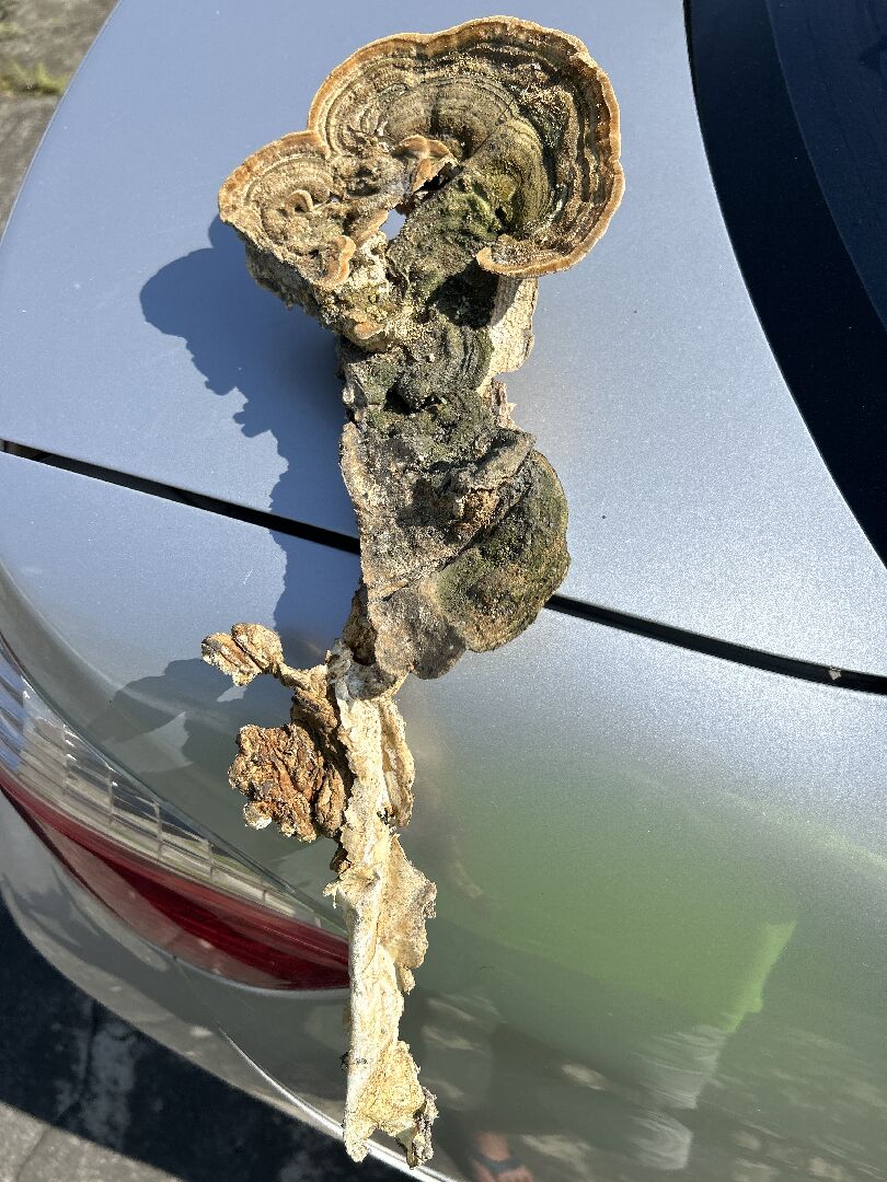 沉香樹靈芝