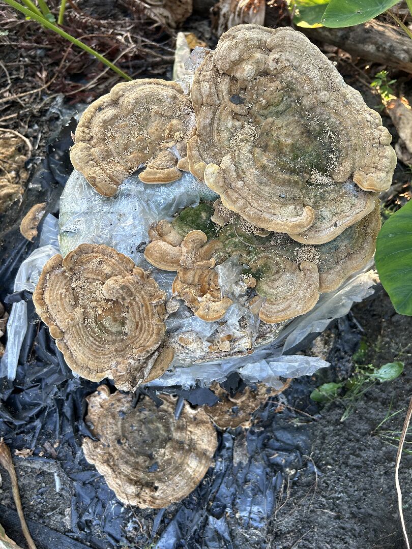 沉香樹靈芝