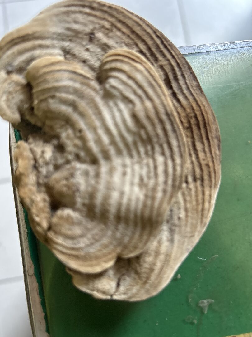 沉香樹靈芝