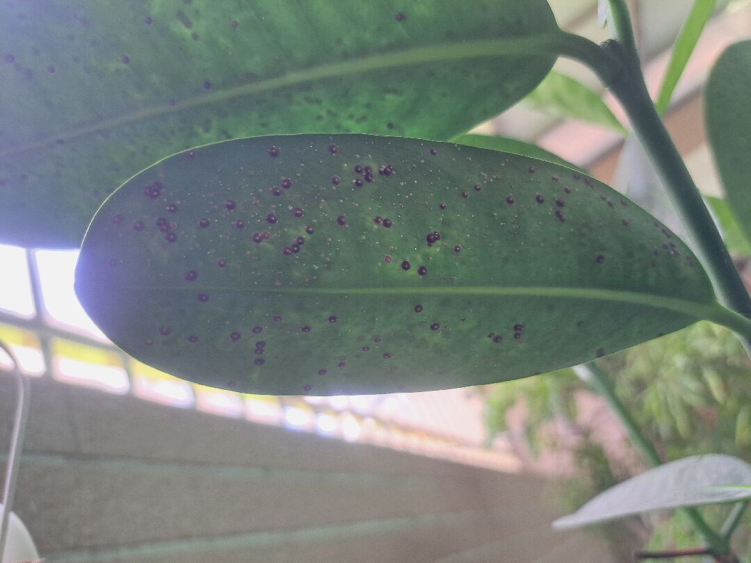 種在室內的福木葉片上有黑點，想問下是甚麼原因？