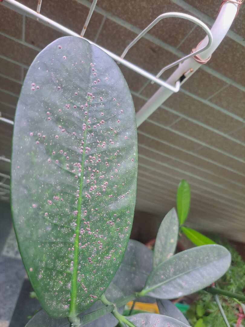 種在室內的福木葉片上有黑點，想問下是甚麼原因？