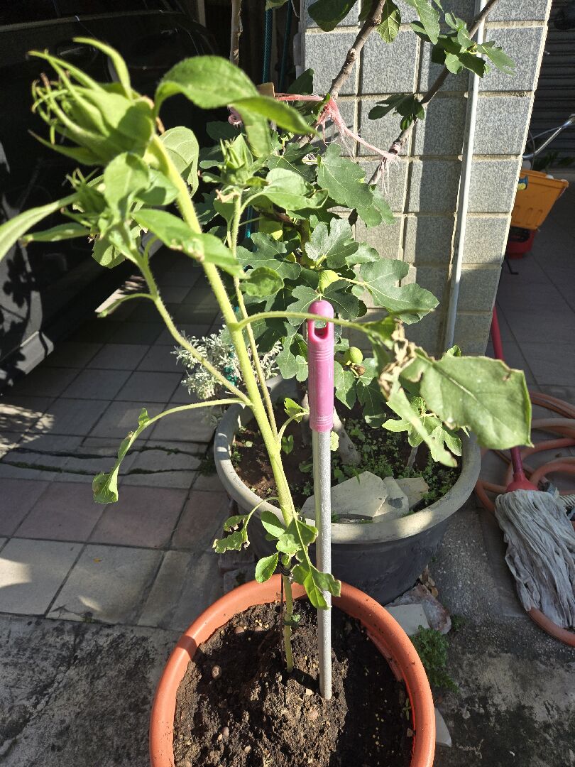我的向日葵葉子乾枯