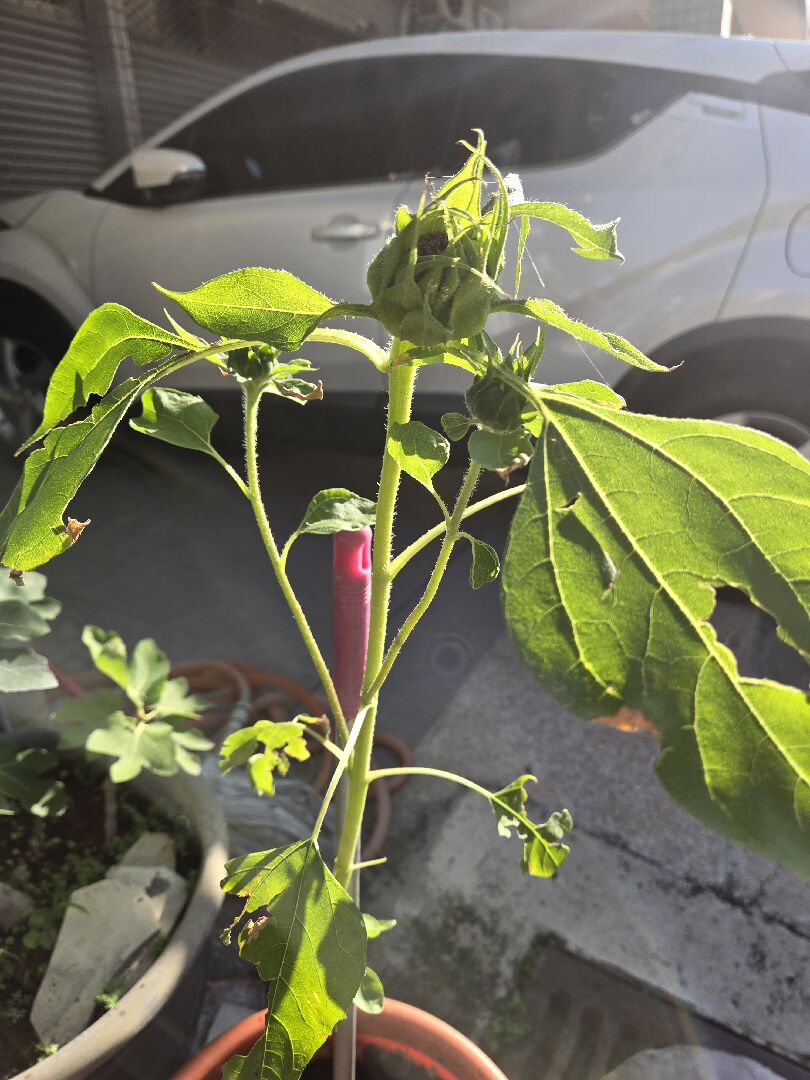 我的向日葵葉子乾枯
