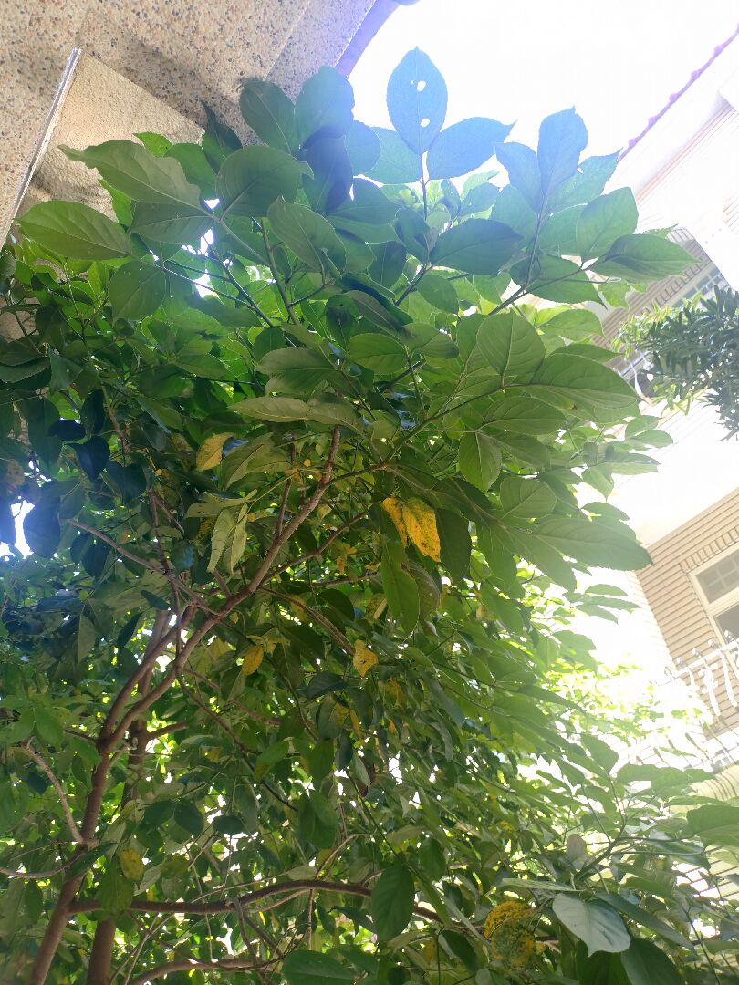 請問這是什麼樹？