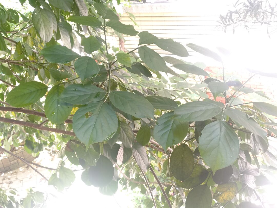 請問這是什麼樹？
