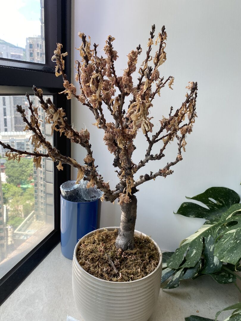 桃樹枯葉不掉落，果實不長大