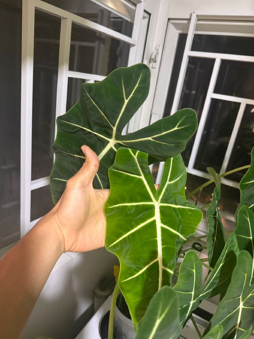 觀音蓮葉片起皺