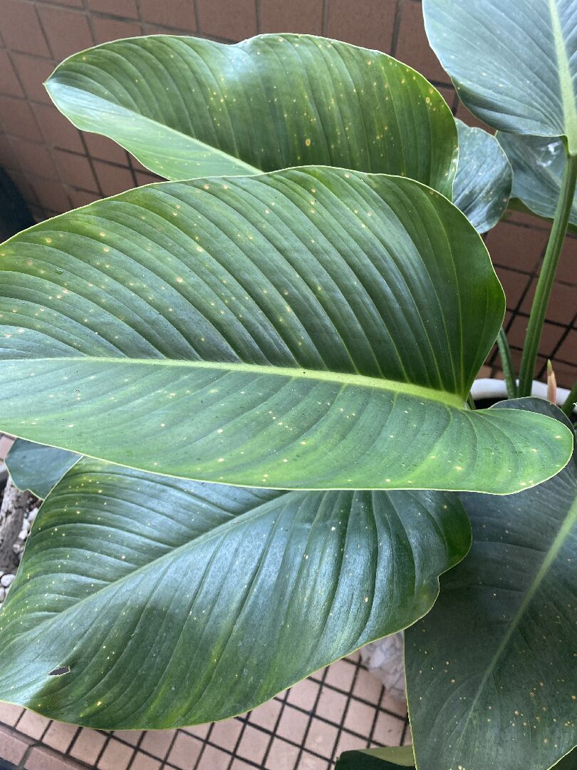 請問這是什麼植物？為什麼最近葉片上長滿斑點？