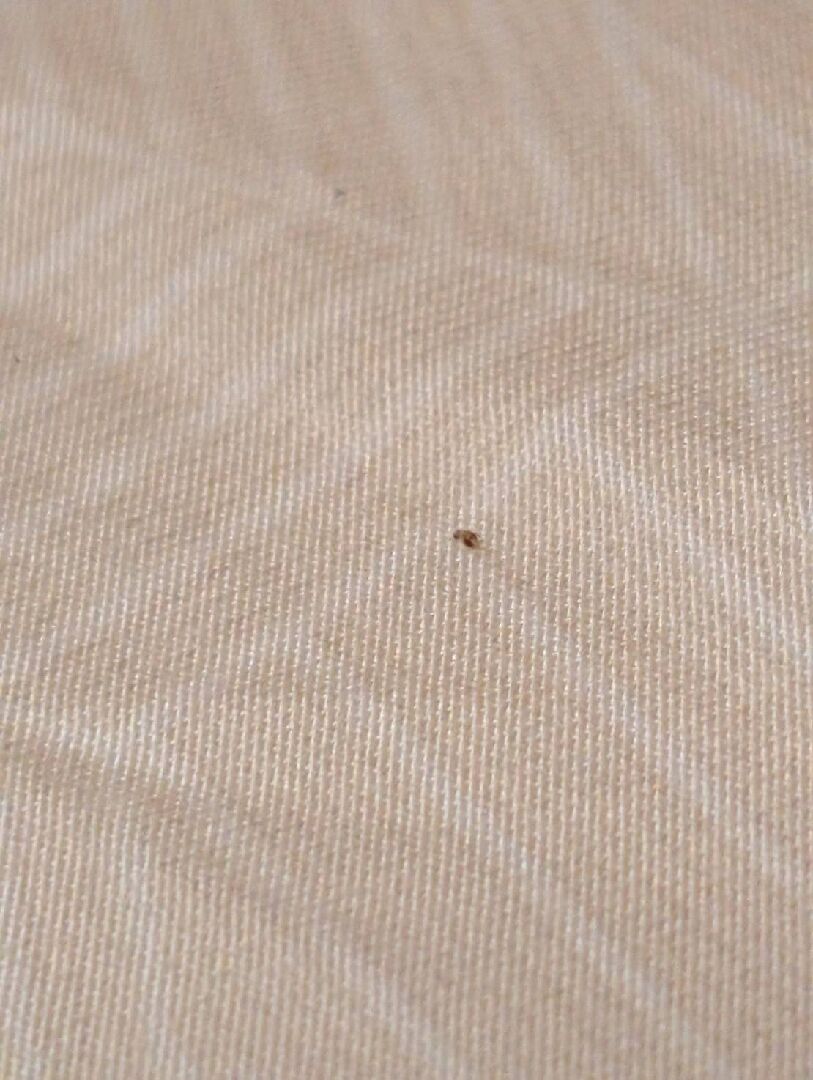 請問這是什麼蟲？（出現在床上,一般用走的，但會突然跳）