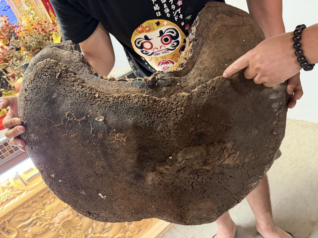 請問這是靈芝嗎