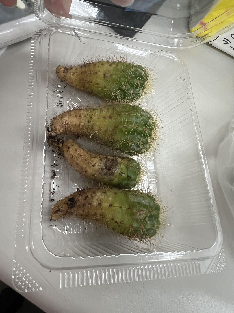 多肉品種詢問