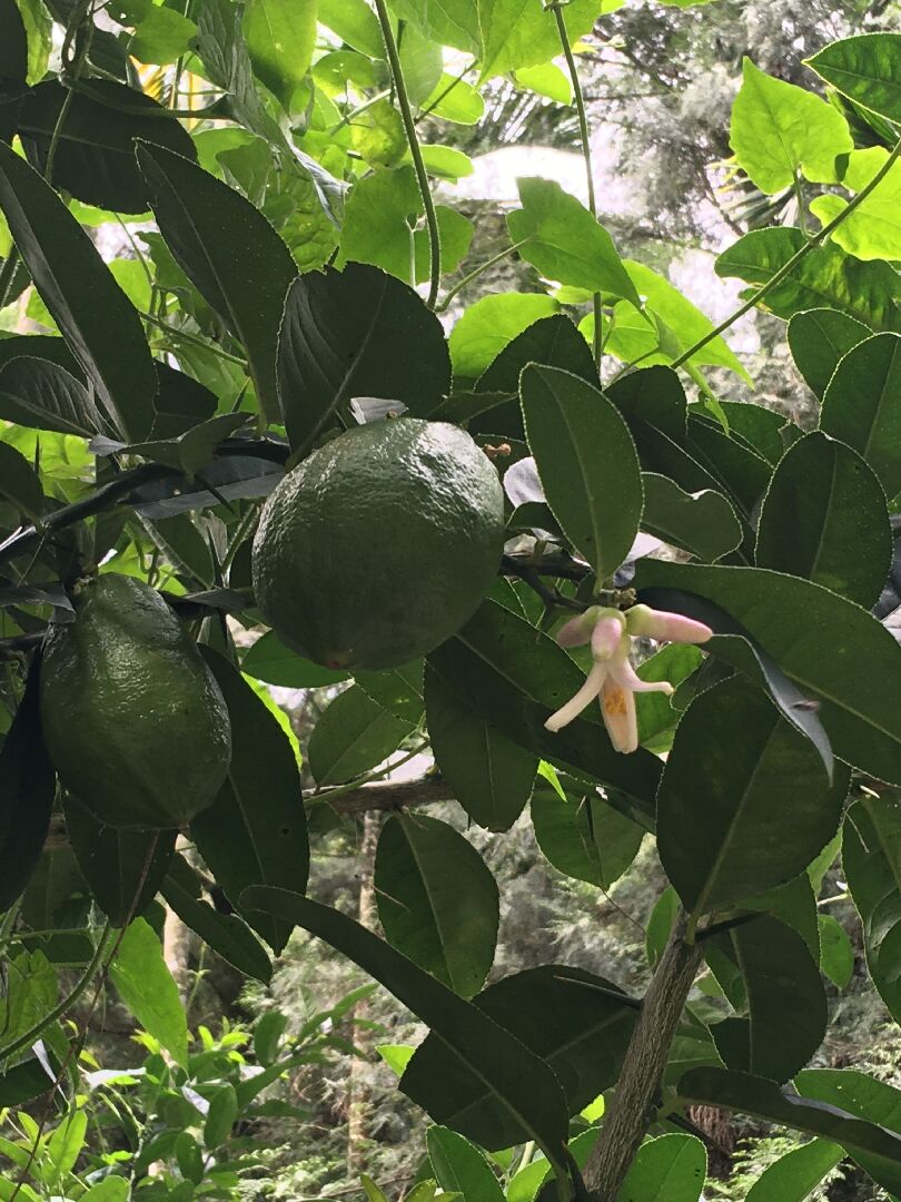 請問這是檸檬嗎？