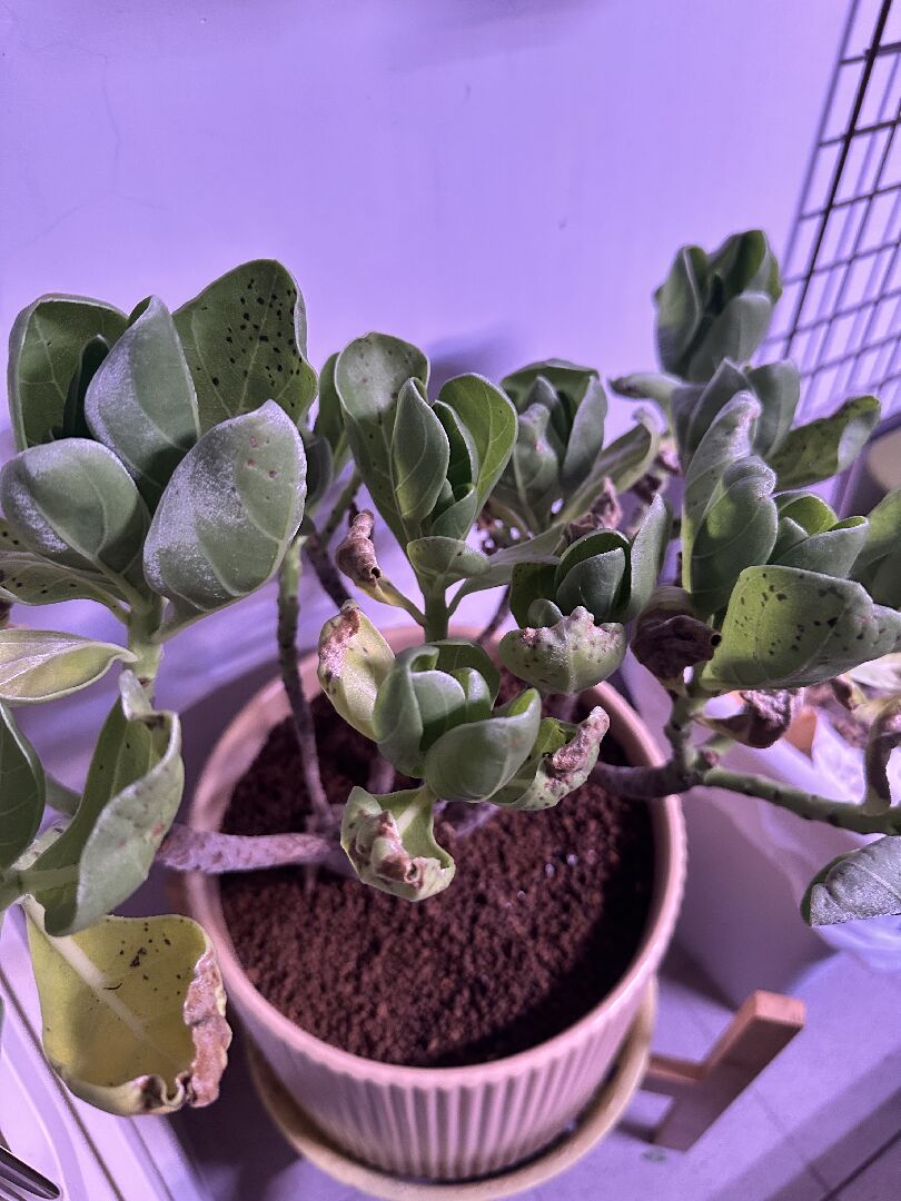 白水木葉片出現黑點及泛黃枯萎