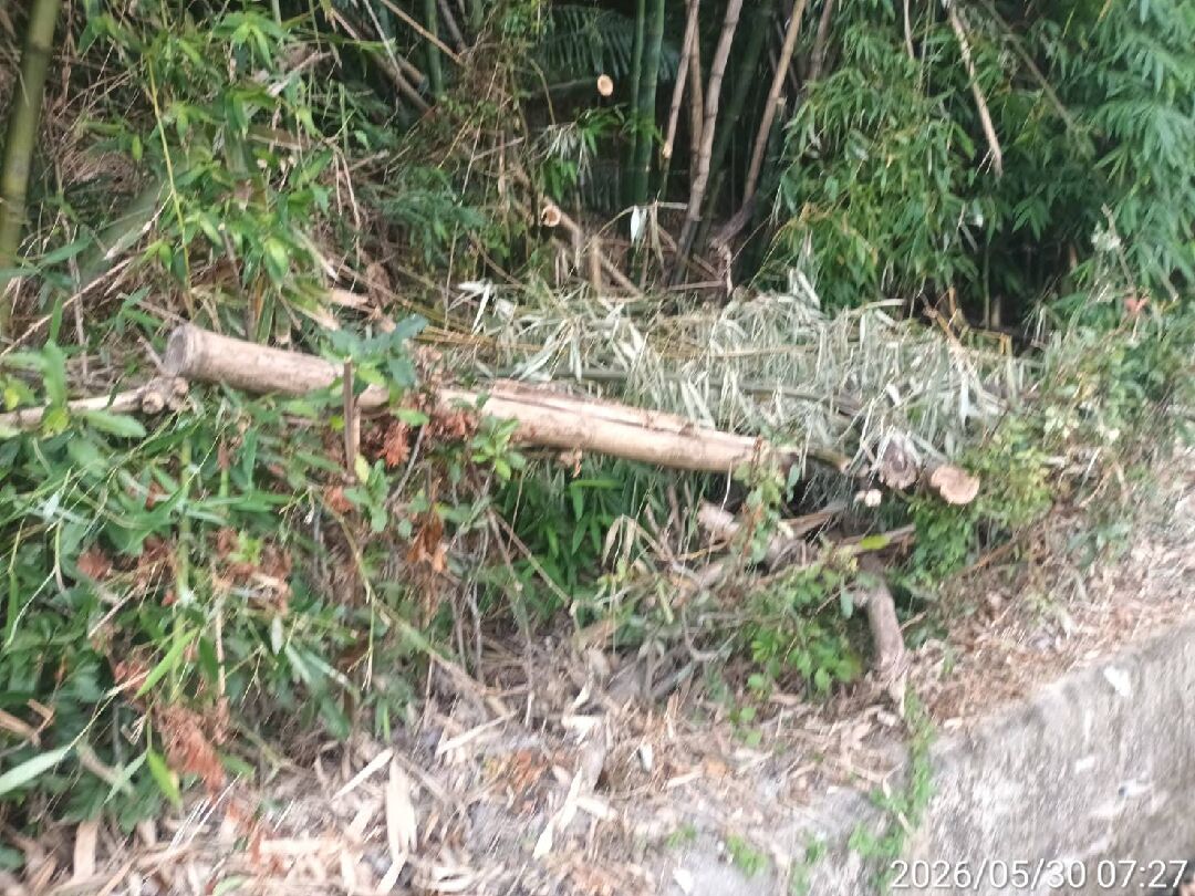 請問這竹子黃掉的原因