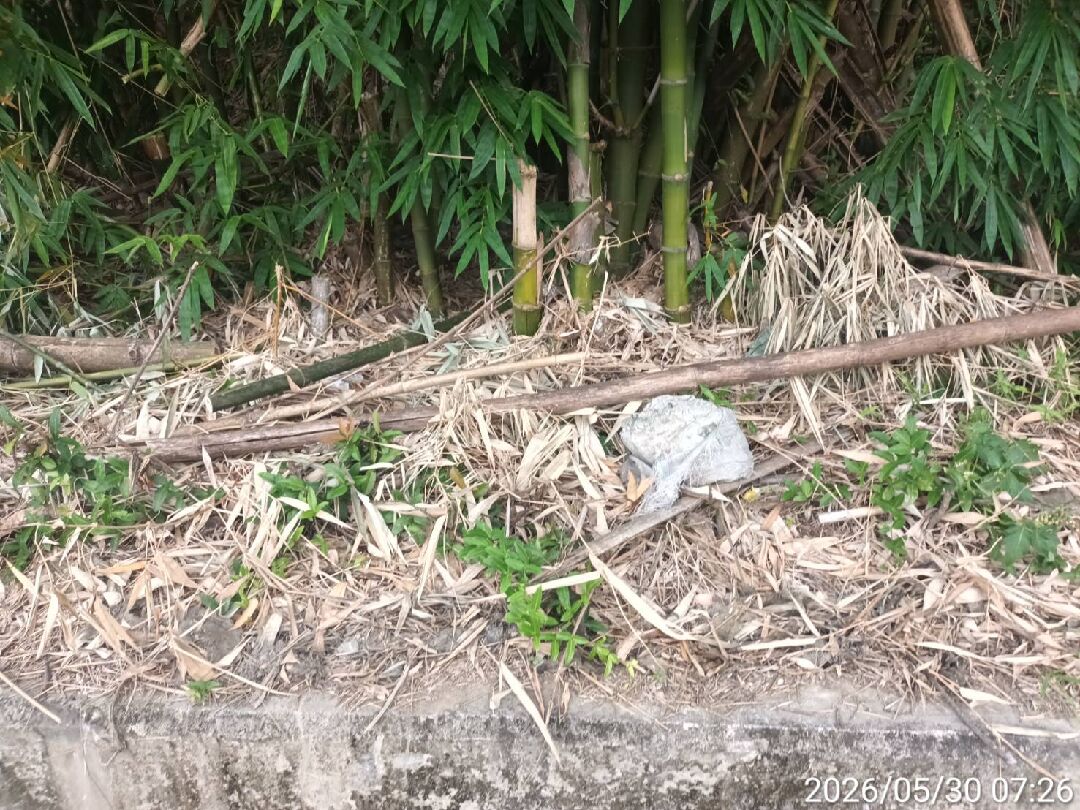請問這竹子黃掉的原因
