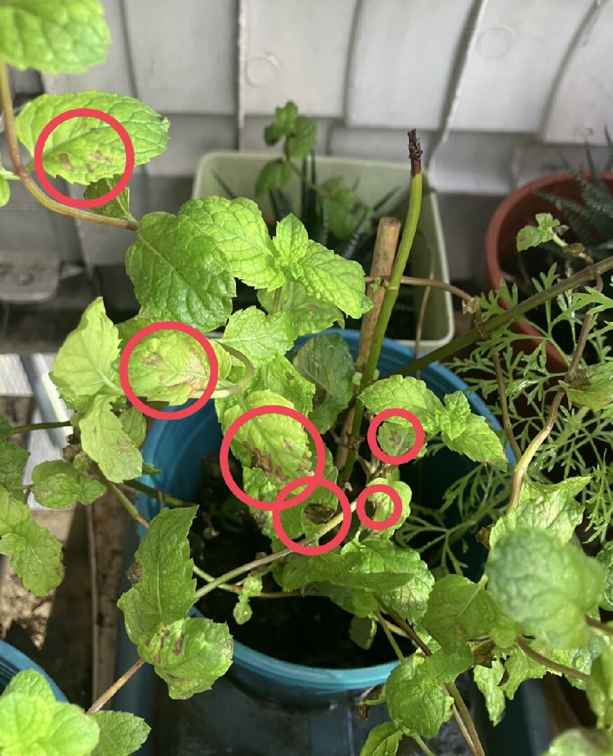 薄荷生長瓶頸