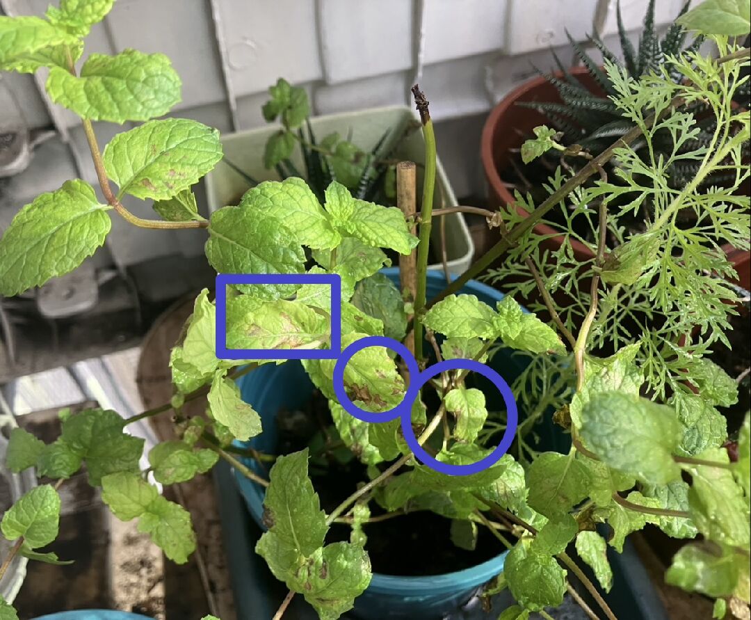 薄荷生長瓶頸