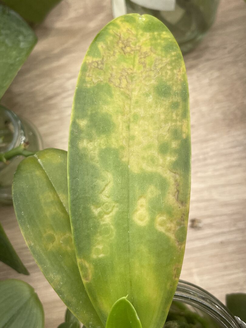 蝴蝶蘭葉片異常