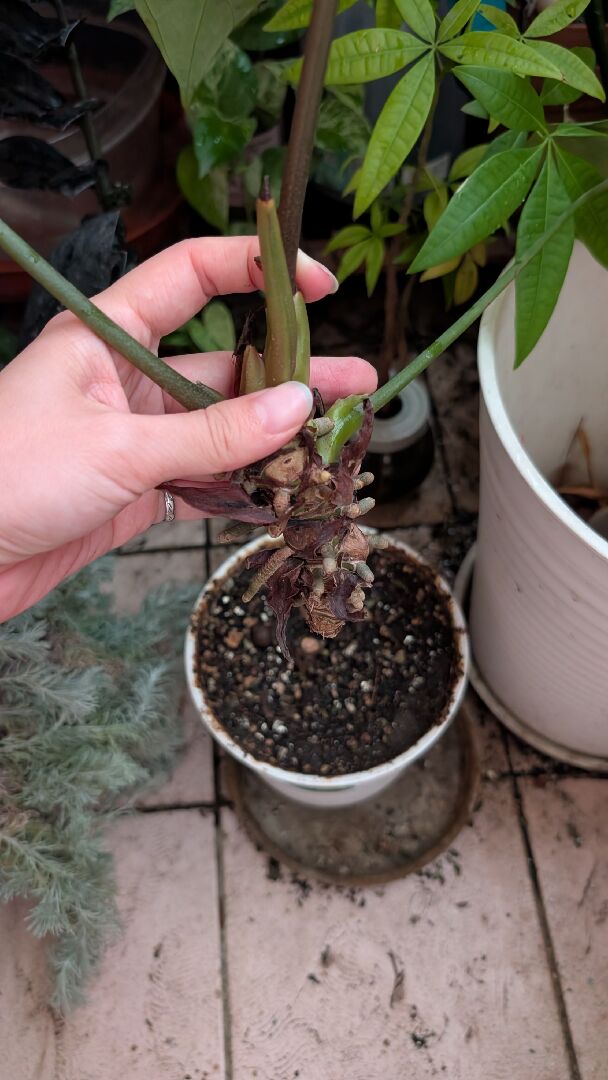 水晶花燭交種斷莖怎麼處理