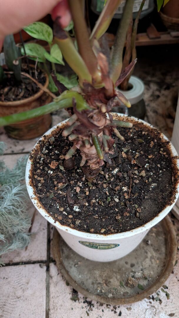 水晶花燭交種斷莖怎麼處理