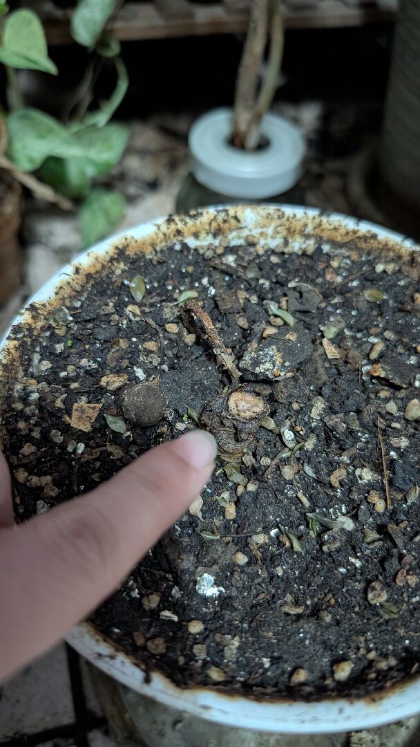 水晶花燭交種斷莖怎麼處理