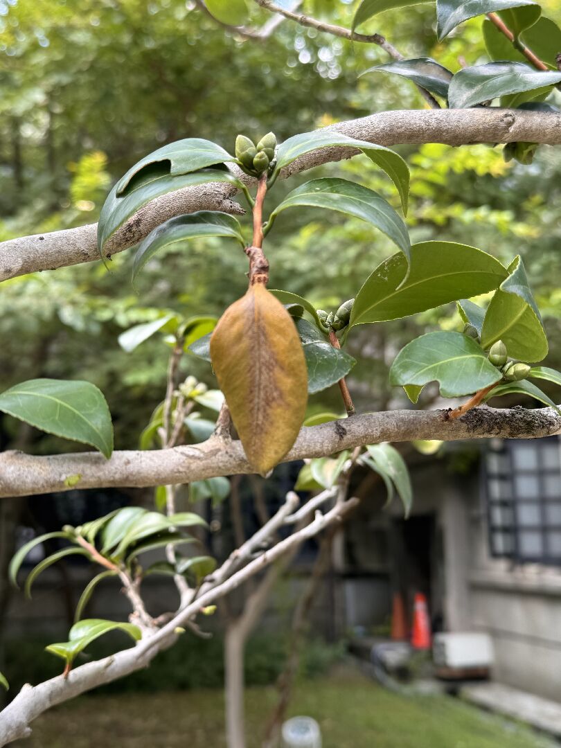 日本山茶枯萎原因