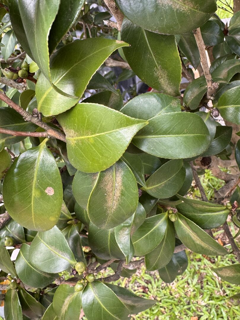 日本山茶枯萎原因