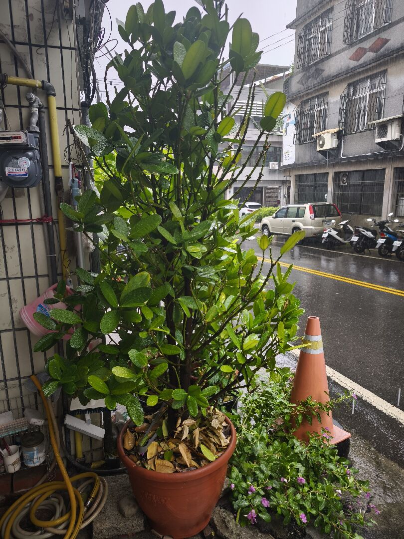 褔木一直掉葉子
