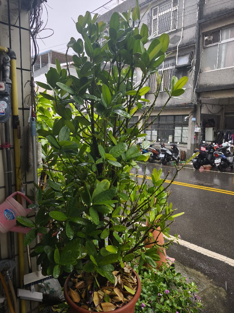 褔木一直掉葉子