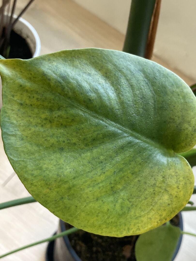 龜背芋其中一片葉子表面充滿凹洞