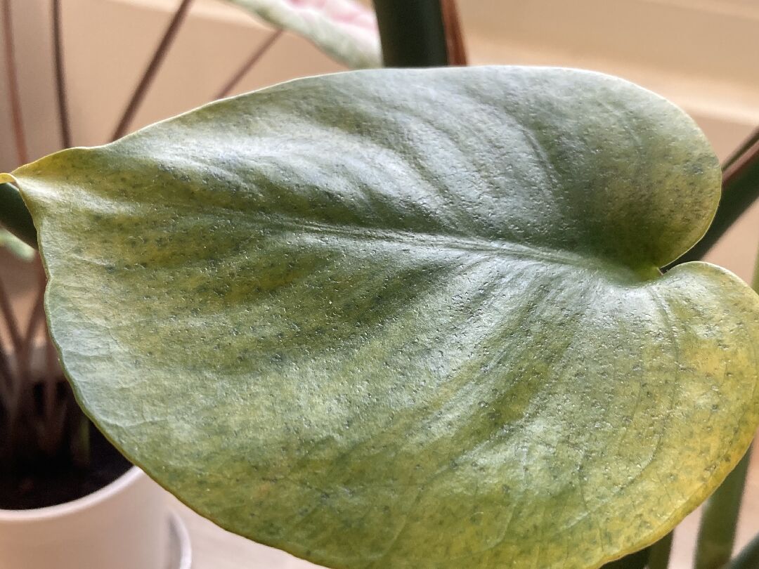 龜背芋其中一片葉子表面充滿凹洞